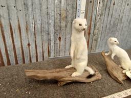 2 Weasels On Driftwood Full Body Taxidermy Mounts