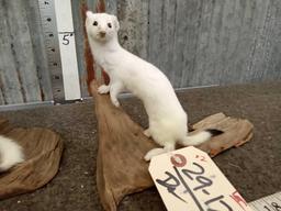 2 Weasels On Driftwood Full Body Taxidermy Mounts