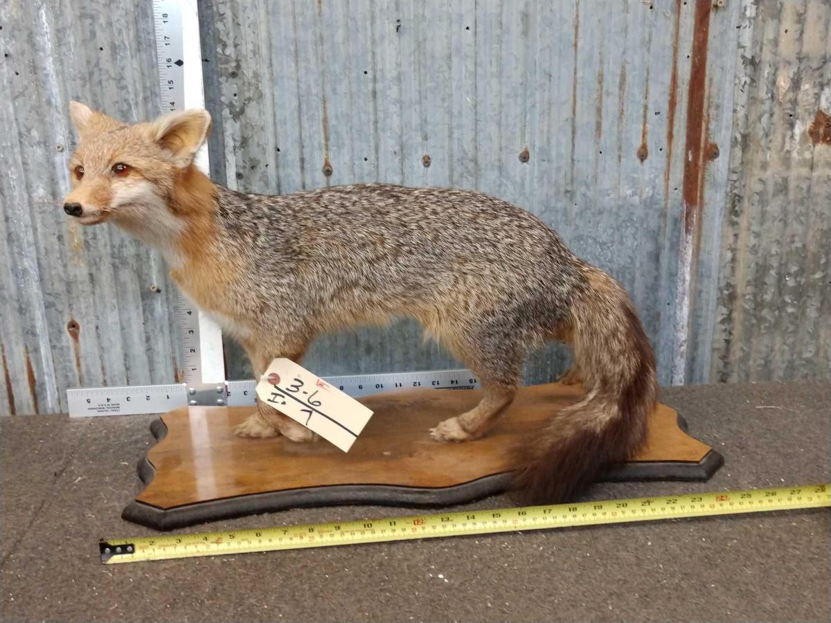 Grey Fox Full Body Taxidermy Mount