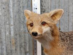 Grey Fox Full Body Taxidermy Mount