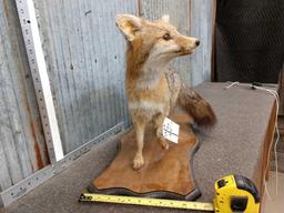 Grey Fox Full Body Taxidermy Mount