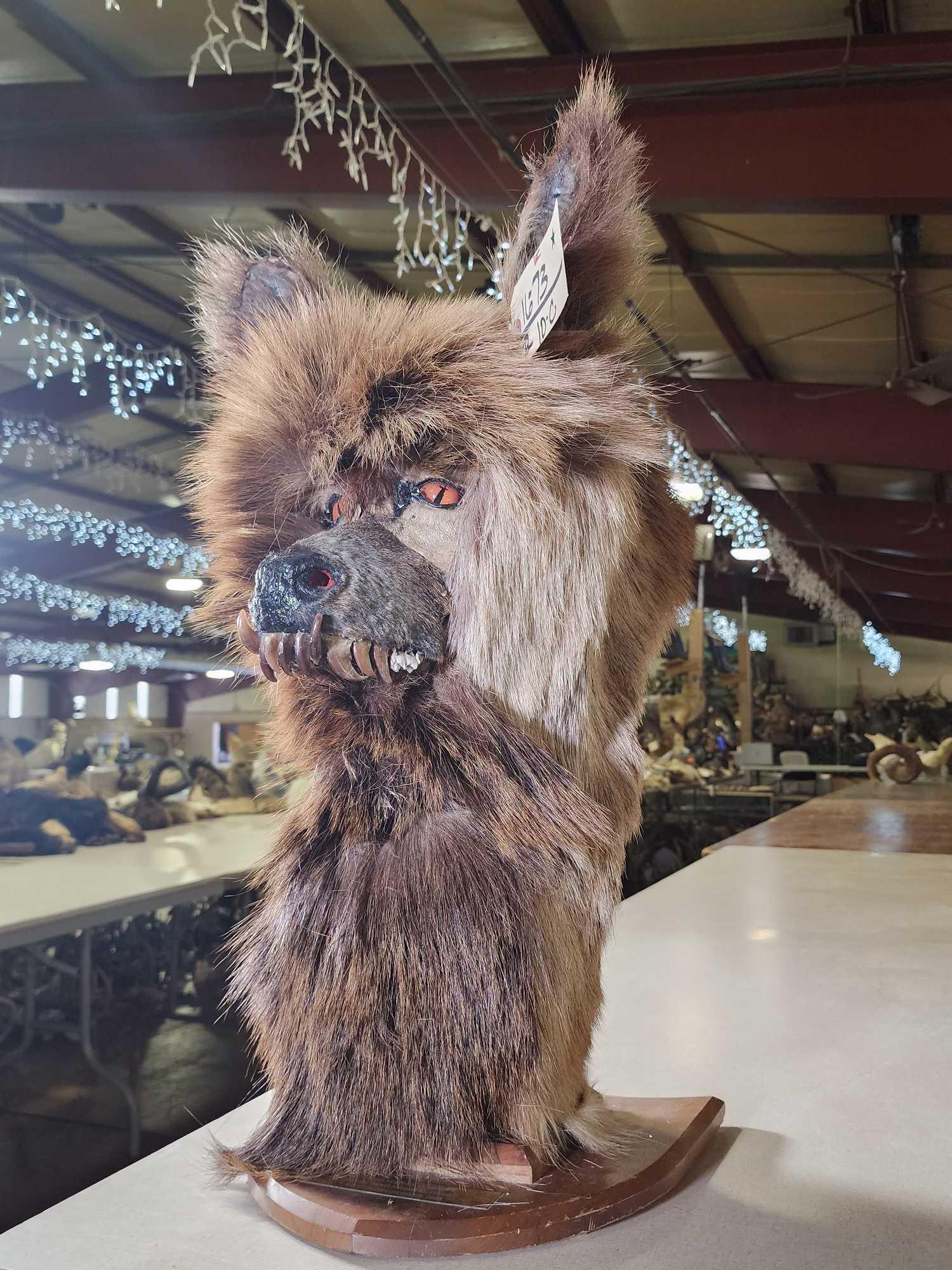 Illusive Louisiana Swamp Werewolf Bust Taxidermy