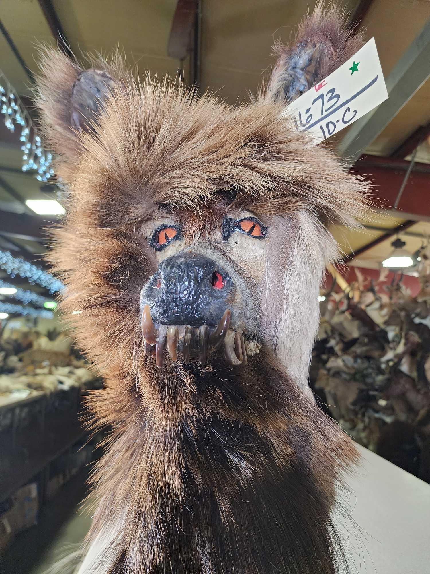 Illusive Louisiana Swamp Werewolf Bust Taxidermy