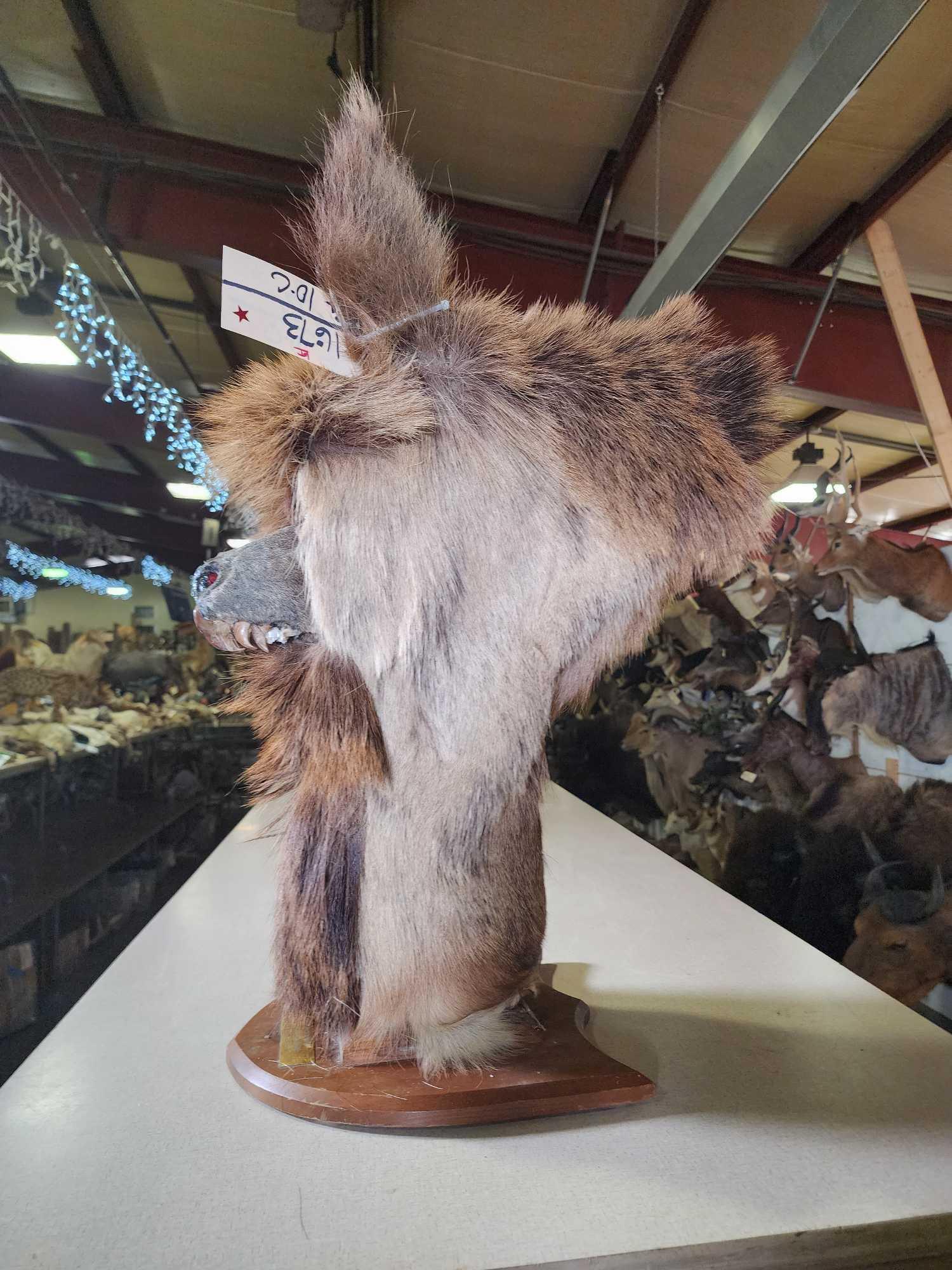 Illusive Louisiana Swamp Werewolf Bust Taxidermy