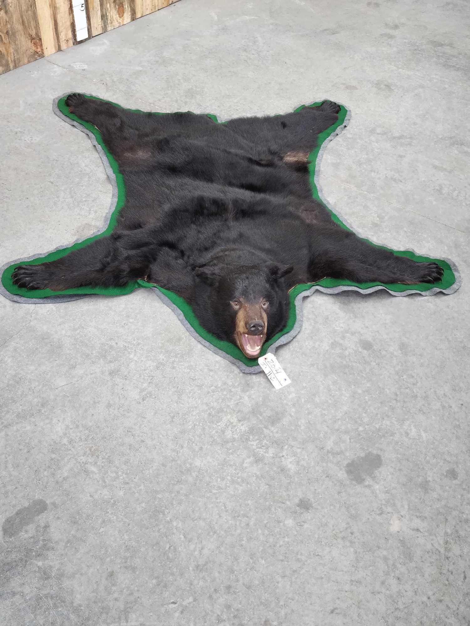 Black Bear Rug Taxidermy