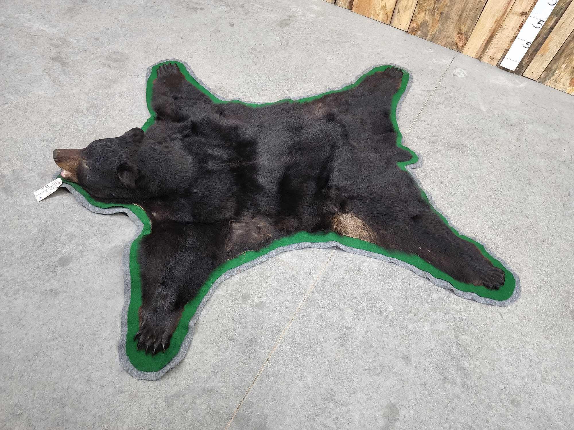 Black Bear Rug Taxidermy