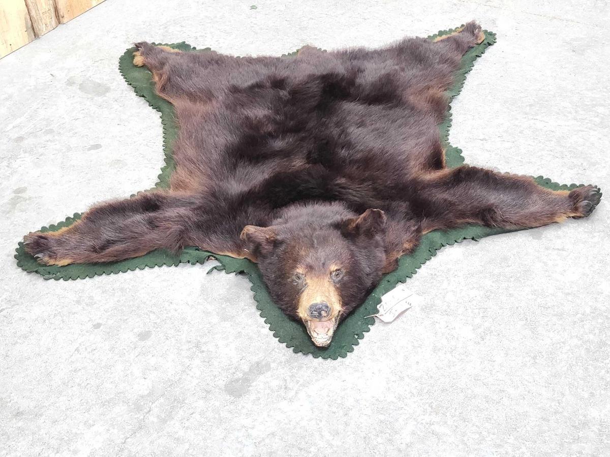 Black Bear Rug Taxidermy