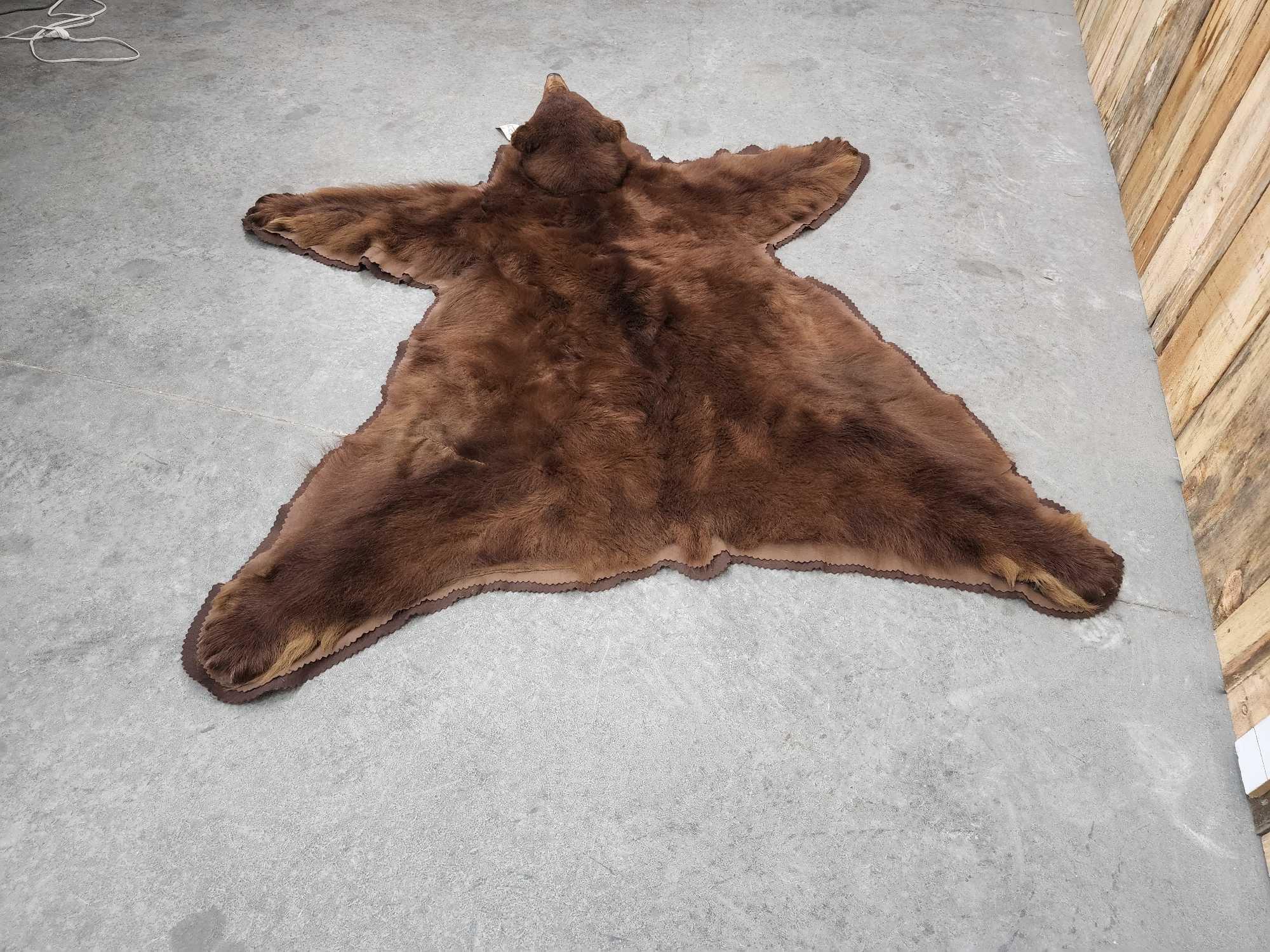 Big Cinnamon Phase Black Bear Rug Taxidermy