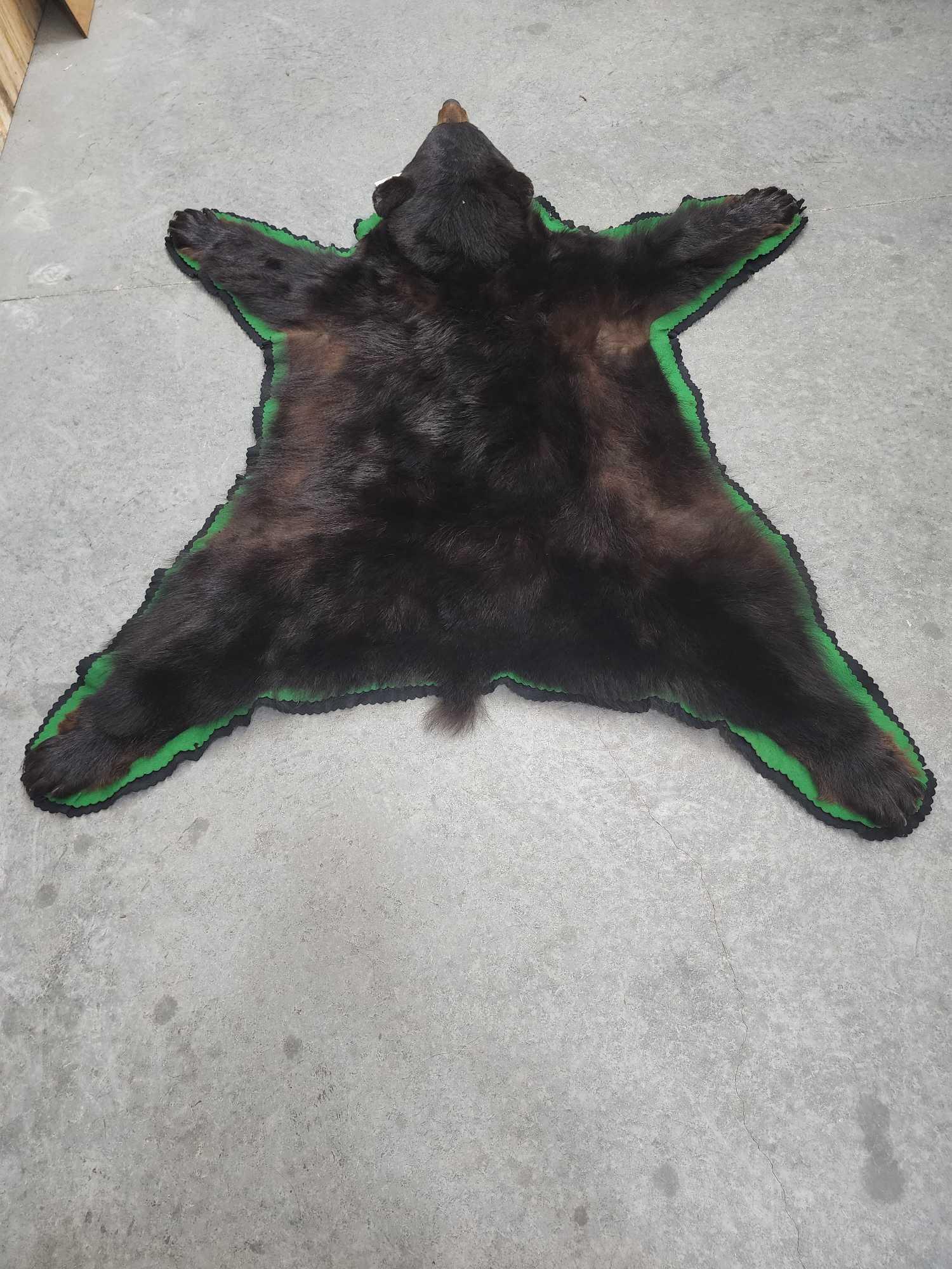 Black Bear Taxidermy