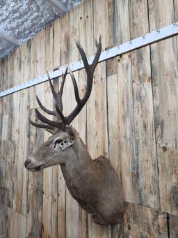 6x6 Red Stag Shoulder Mount Taxidermy