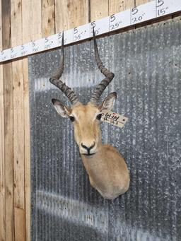 African Impala Shoulder Mount Taxidermy