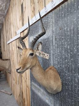 African Impala Shoulder Mount Taxidermy