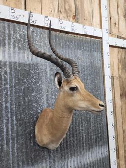 African Impala Shoulder Mount Taxidermy