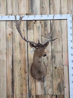 Chocolate Fallow Deer Shoulder Mount Taxidermy