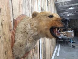 Big Alaskan Brown Bear Shoulder Mount Taxidermy