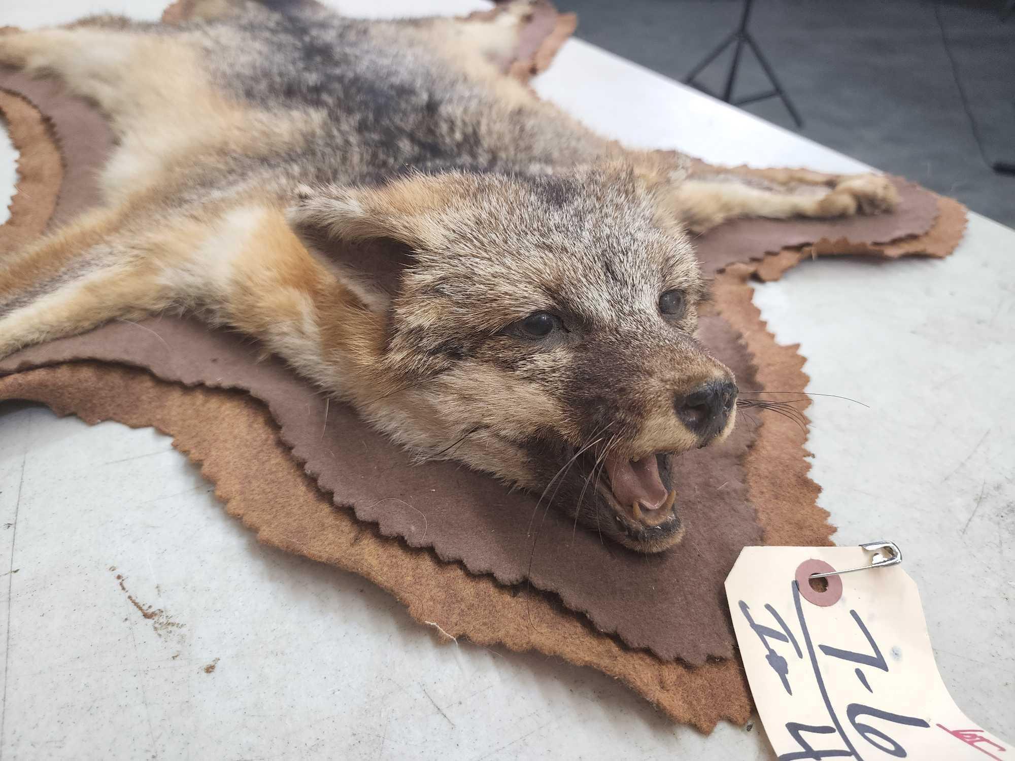 Grey Fox Rug Taxidermy