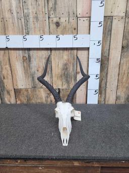 African Impala Skull Taxidermy