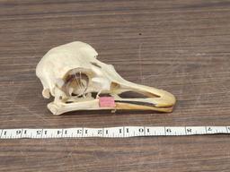 Ostrich Skull Taxidermy