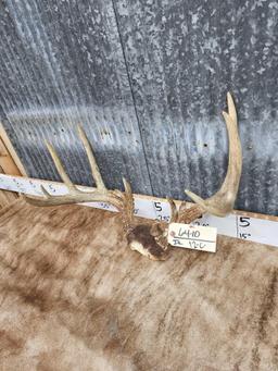 Wild 3x5 Unicorn Whitetail Antlers On Skull Plate