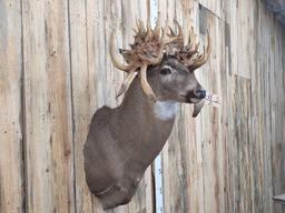 The Famous Sammy Walker Buck Reproduction Shoulder Mount Taxidermy