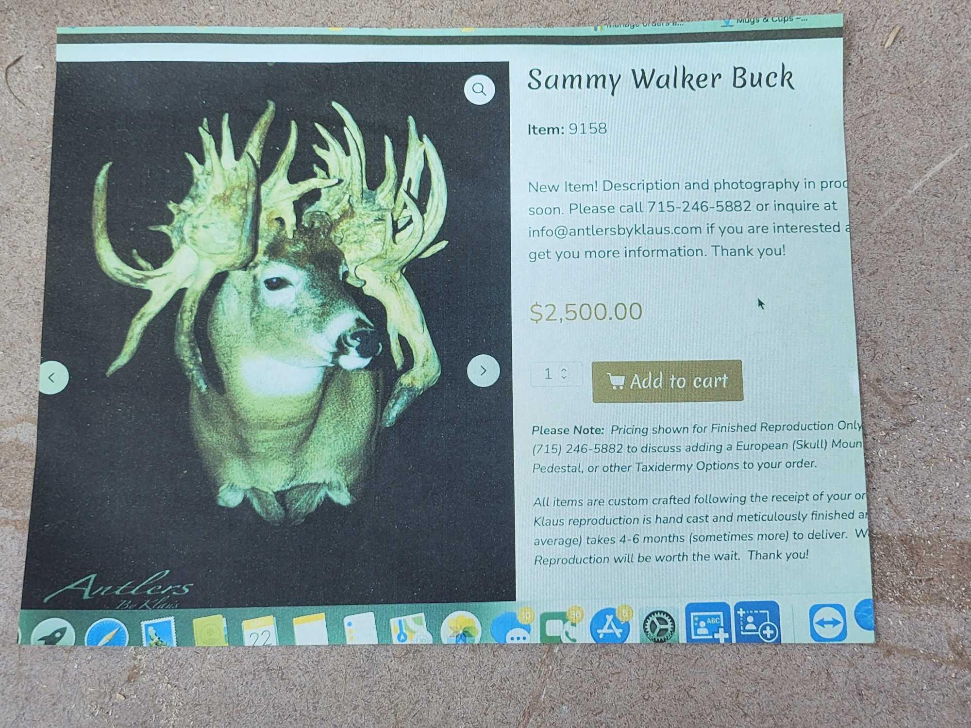 The Famous Sammy Walker Buck Reproduction Shoulder Mount Taxidermy