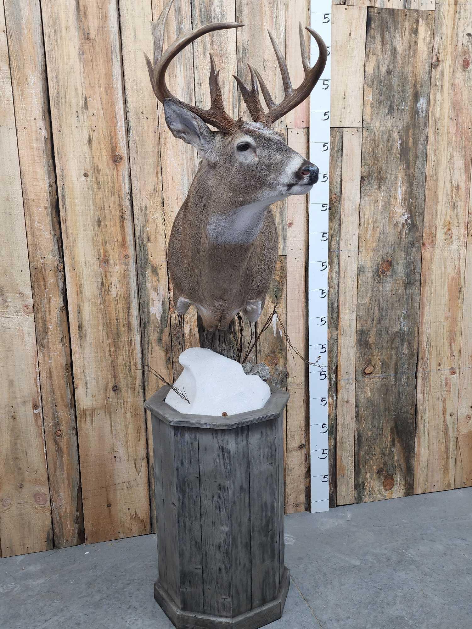 Beautiful 5x5 Whitetail Pedestal Mount Taxidermy