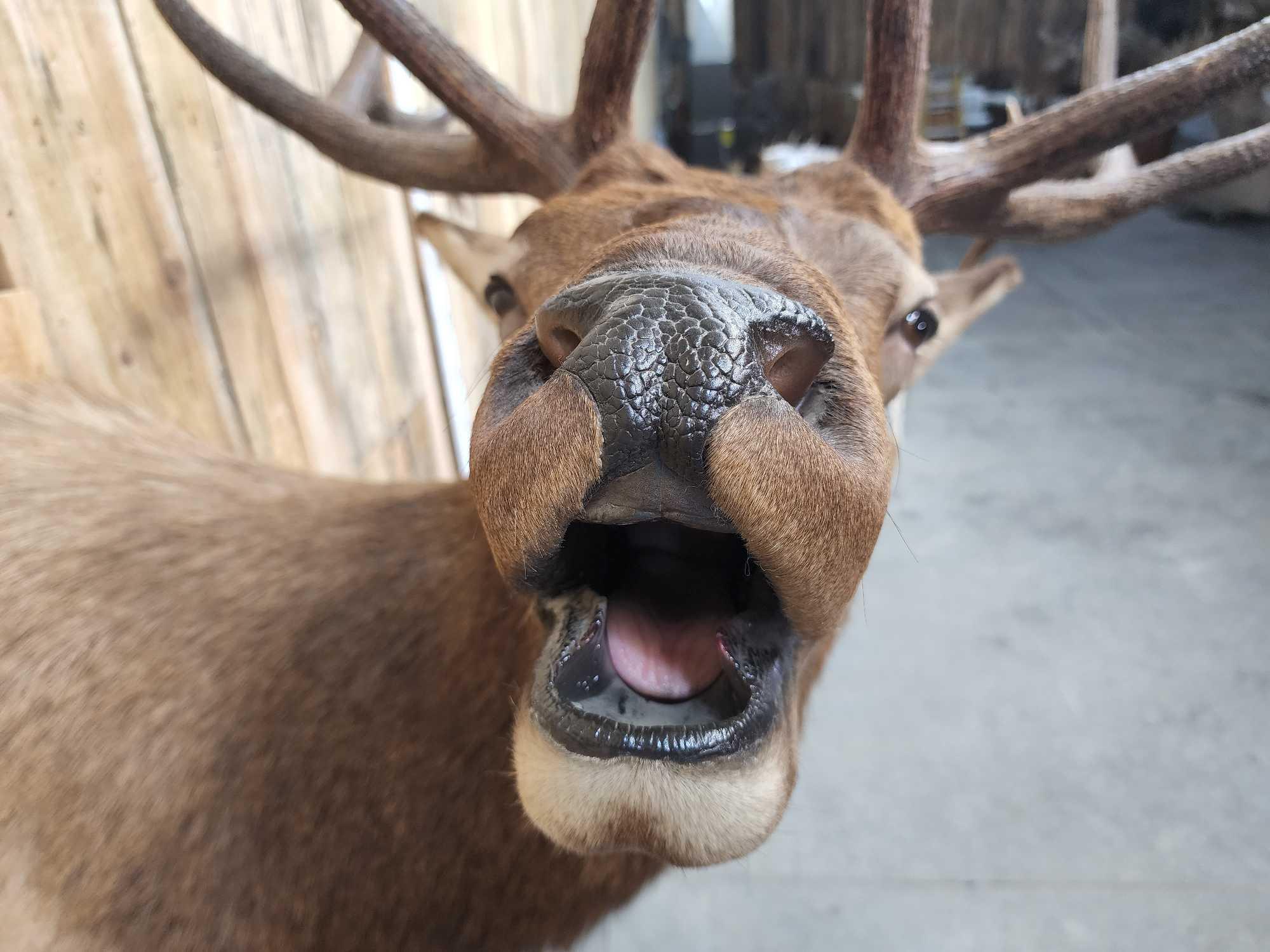 6x6 Bugling Elk Shoulder Mount Taxidermy