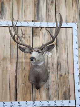 Big 6x5 Mule Deer Shoulder Mount Taxidermy