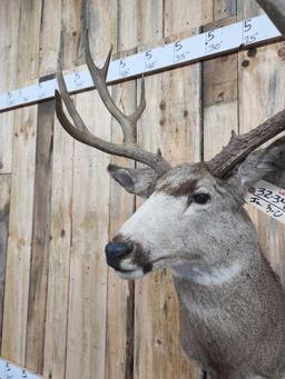 Big 6x5 Mule Deer Shoulder Mount Taxidermy