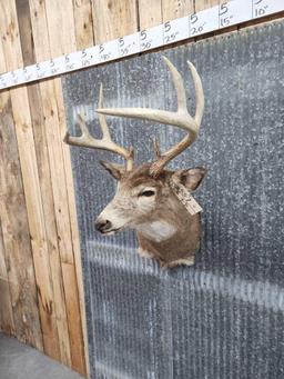 4x4 Whitetail Shoulder Mount Taxidermy