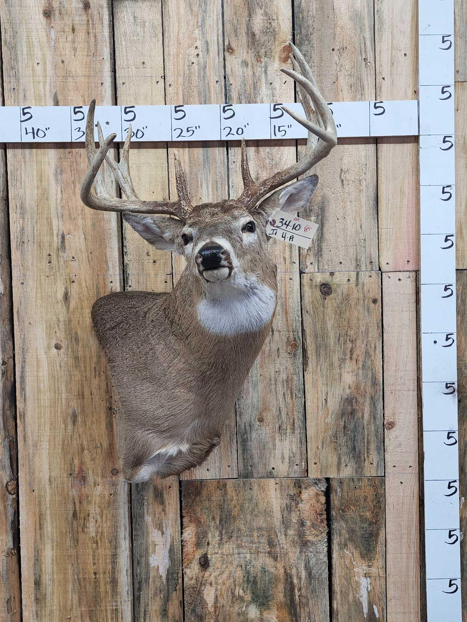 Main Frame 4x5 Whitetail Shoulder Mount Taxidermy