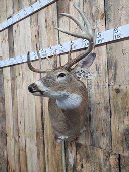 Main Frame 4x5 Whitetail Shoulder Mount Taxidermy