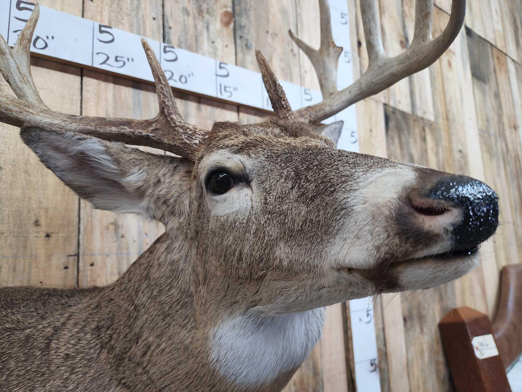 Main Frame 4x5 Whitetail Shoulder Mount Taxidermy