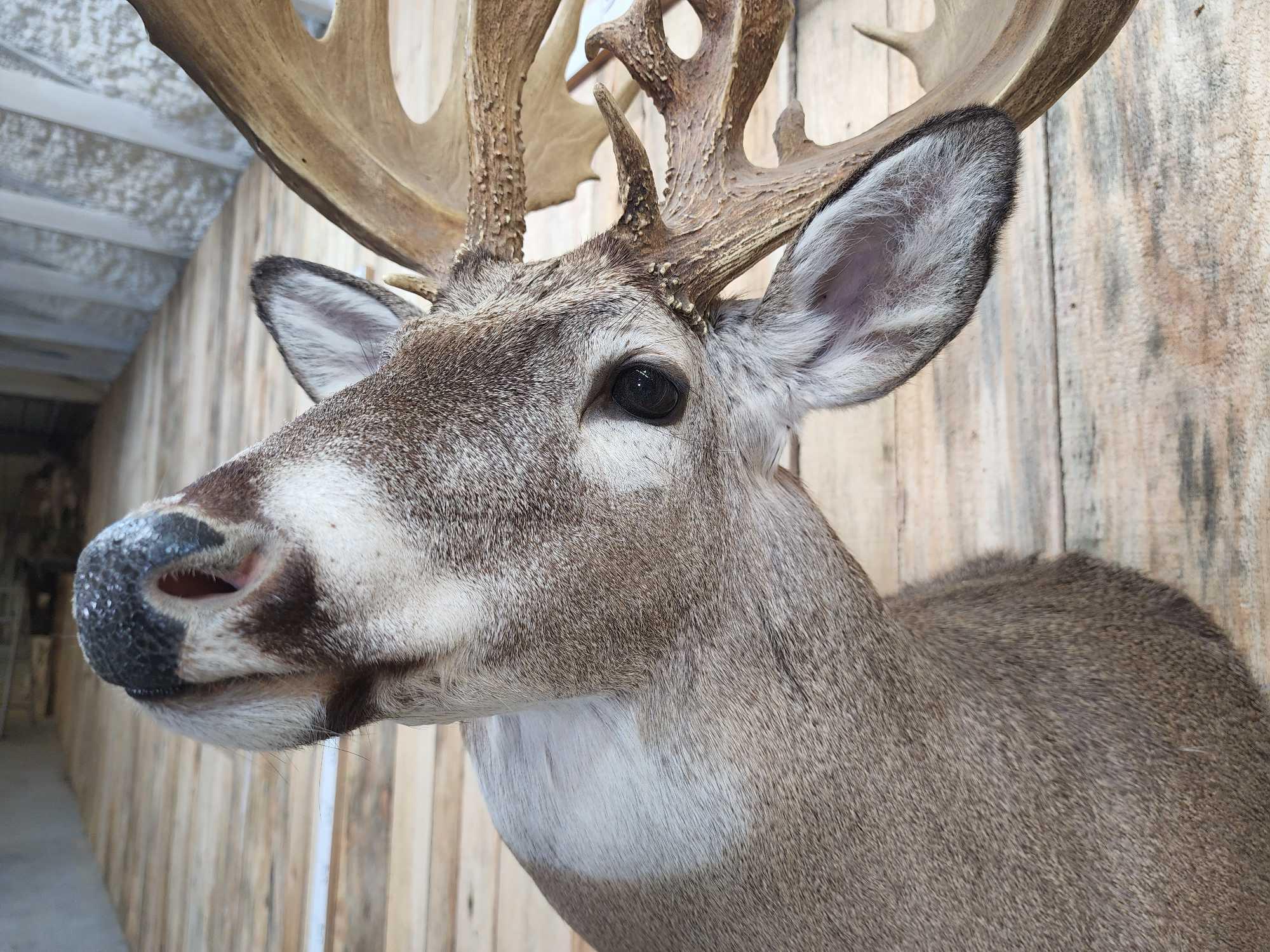 Famous Edmund Kopp Buck Reproduction Shoulder Mount Taxidermy