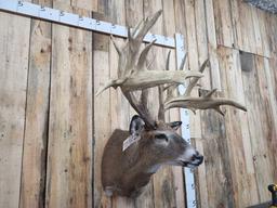 Giant Reproduction Whitetail Shoulder Mount Taxidermy