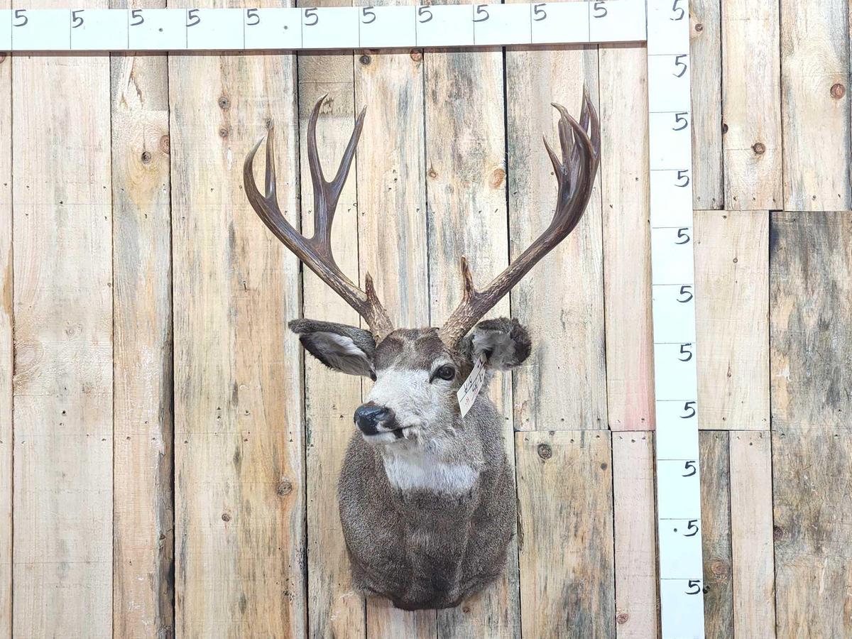 Vintage Main Frame 5x5 Mule Deer Shoulder Mount Taxidermy