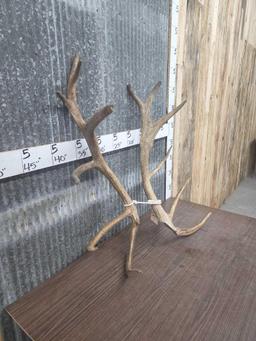 12.4 lbs Elk Antler Cut Offs