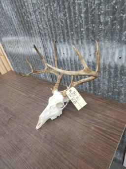 5x5 Whitetail Antlers On Skull