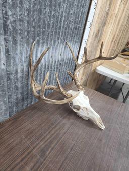 5x5 Whitetail Antlers On Skull