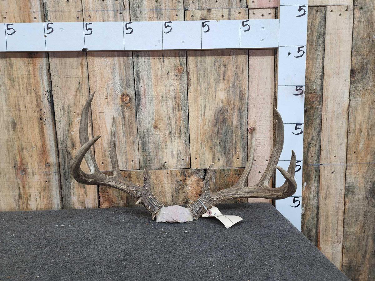 5x5 Whitetail Antlers On Skull Plate