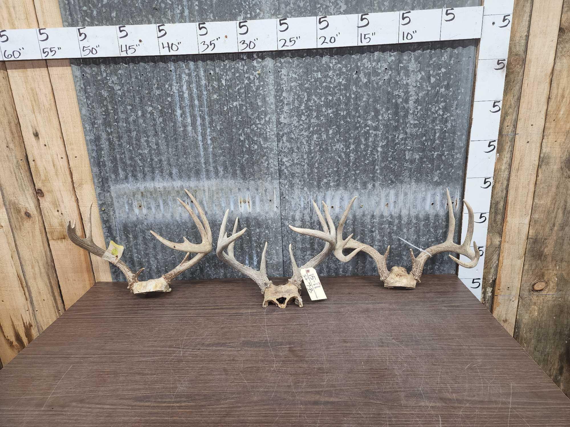 3 Sets Of Whitetail Antlers On Skull Plate