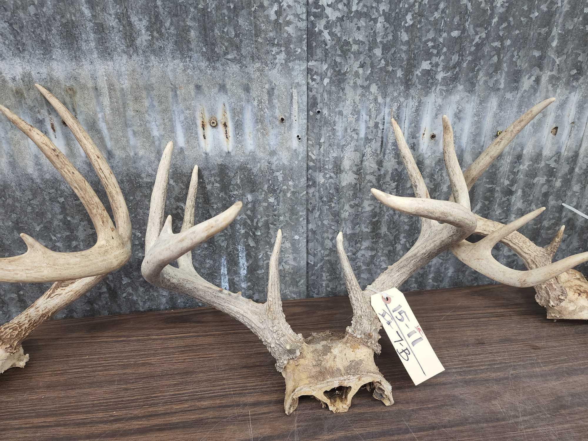 3 Sets Of Whitetail Antlers On Skull Plate