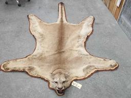 Mountain Lion Rug Taxidermy