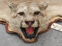 Mountain Lion Rug Taxidermy