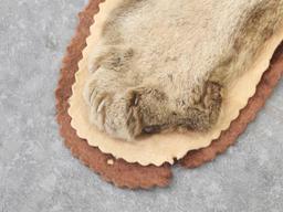 Mountain Lion Rug Taxidermy