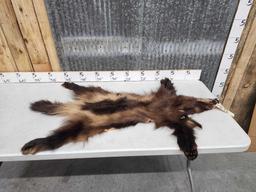 Big Wolverine Tanned Fur Taxidermy