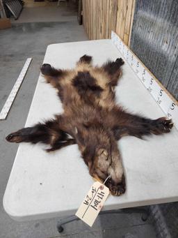 Big Wolverine Tanned Fur Taxidermy