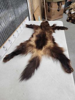 Big Wolverine Tanned Fur Taxidermy