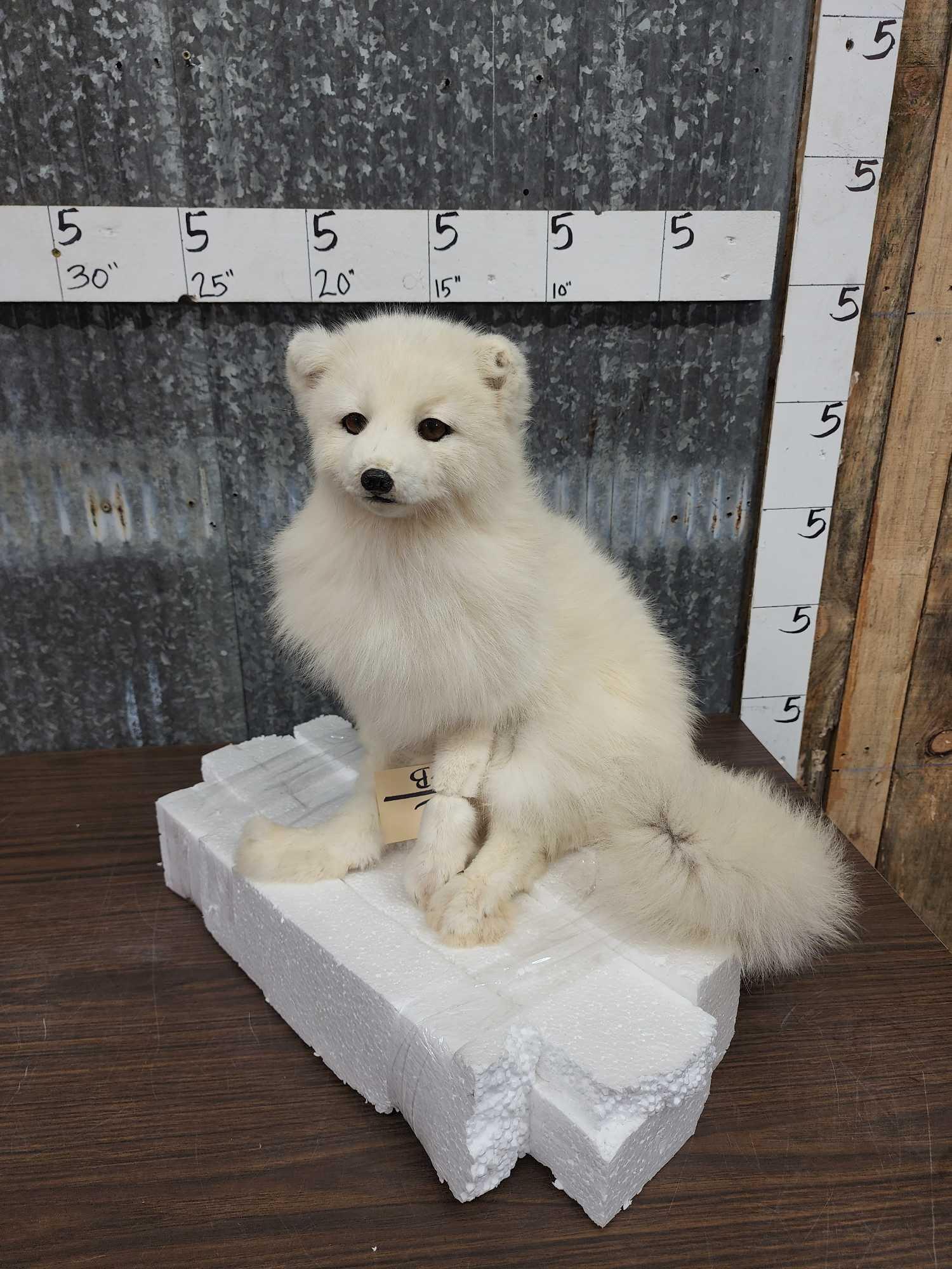 Arctic Fox Full Body Taxidermy Mount