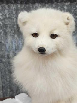 Arctic Fox Full Body Taxidermy Mount